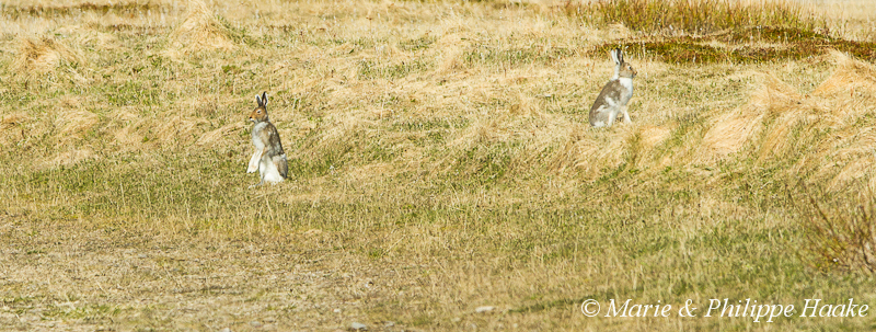 Lievre variable 2230.jpg - Lièvre variable, Lepus timidus (Vadsoya, Norvège, juin 2012)